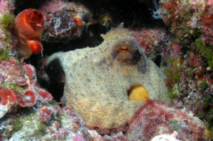 Oktopus an der Höhle Vrbnik