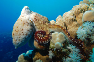 Faszinierende Unterwasserwelt Loreley